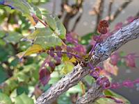 Mahonia Bealei (fam Berberidacees) (Chine) (9) (Photo F. Mrugala)